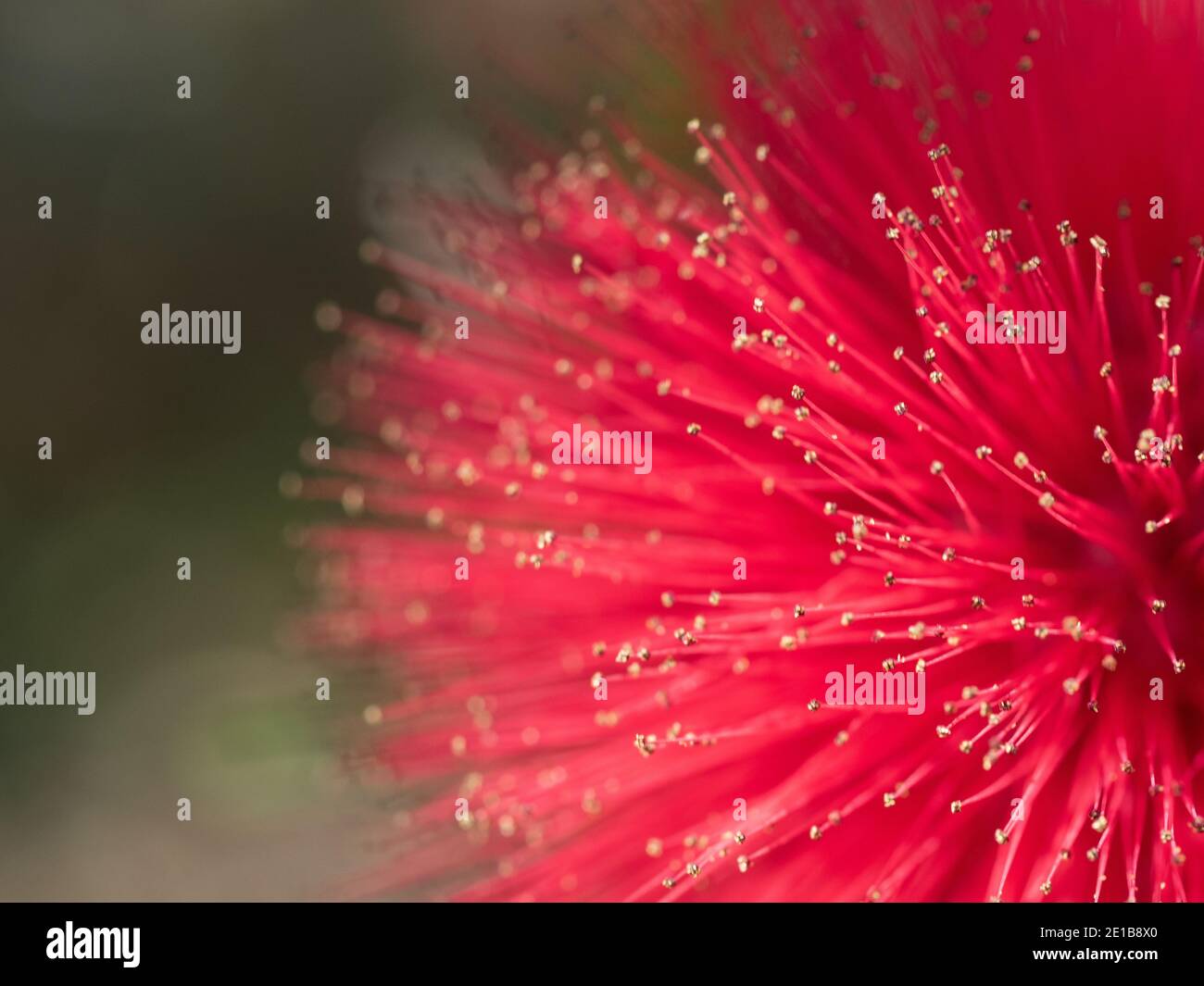 Blumen-Makro. Viele lange Staubgefäße, die den roten Pompon wie Blumen machen, verschwommener Puderbauch der Puderblätterpflanze, verschwommener grüner Gartenhintergrund, Stockfoto