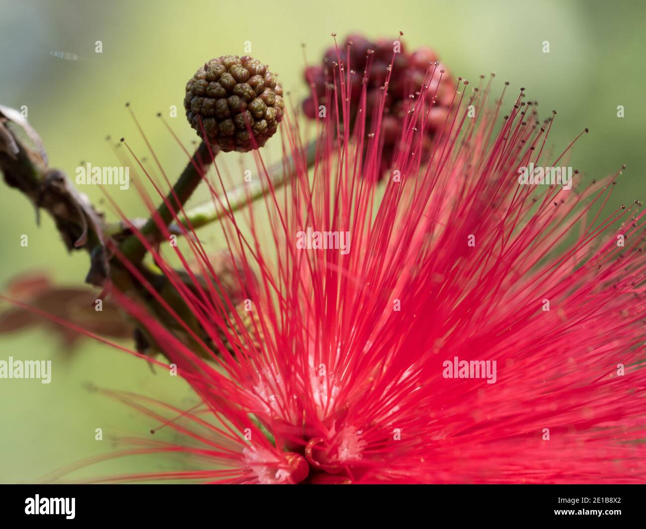 Blumen-Makro. Hübsche rote Pompomen wie Blumen und Knospen, flauschige Puffkugel von vielen langen Stadien der Pulverpuffpflanze, verschwommener grüner Gartenhintergrund Stockfoto