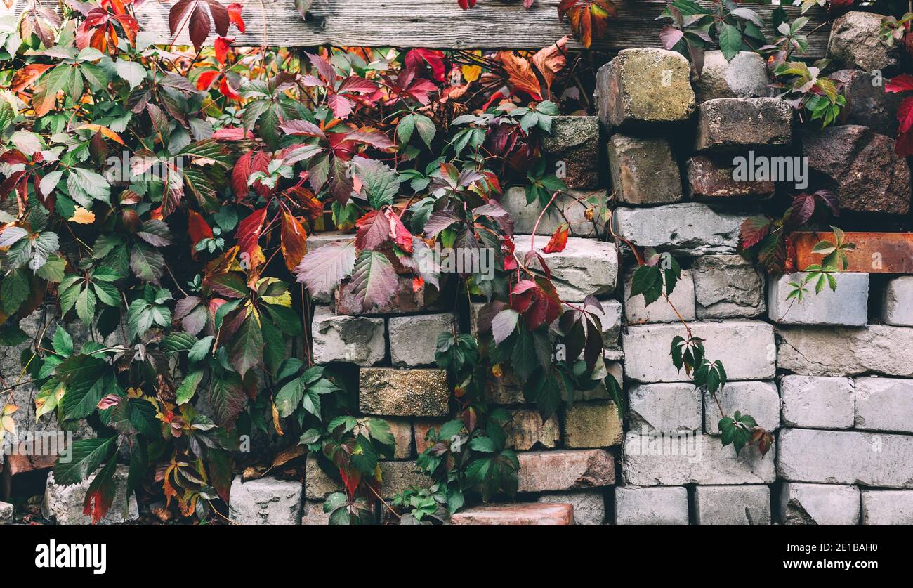 Kontrast Hintergrund Hintergrund mit alten grauen Ziegeln und bunten wilden Traubenblätter, Klettern grün und rot Herbstpflanze Stockfoto