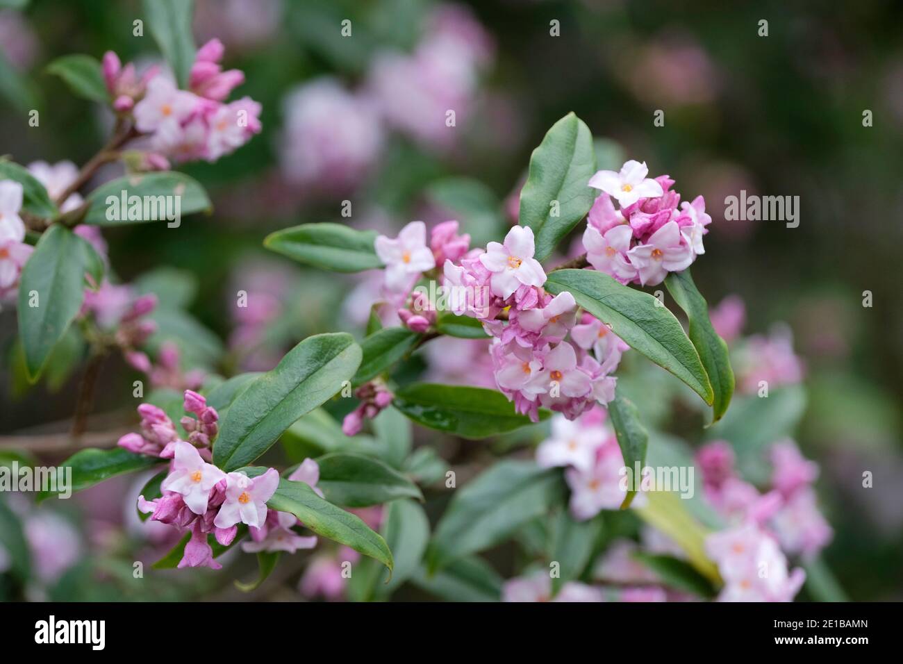 Blassrosa Blüten von Daphne Bholua 'Peter Smithers'. Daphne 'Peter Smithers'. Daphne bholua 'Daman Ridge Dark'. Stockfoto