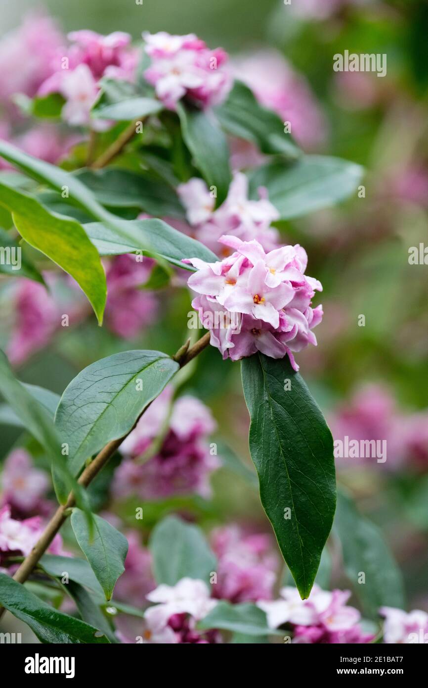 Blassrosa Blüten von Daphne Bholua 'Peter Smithers'. Daphne 'Peter Smithers'. Daphne bholua 'Daman Ridge Dark'. Stockfoto