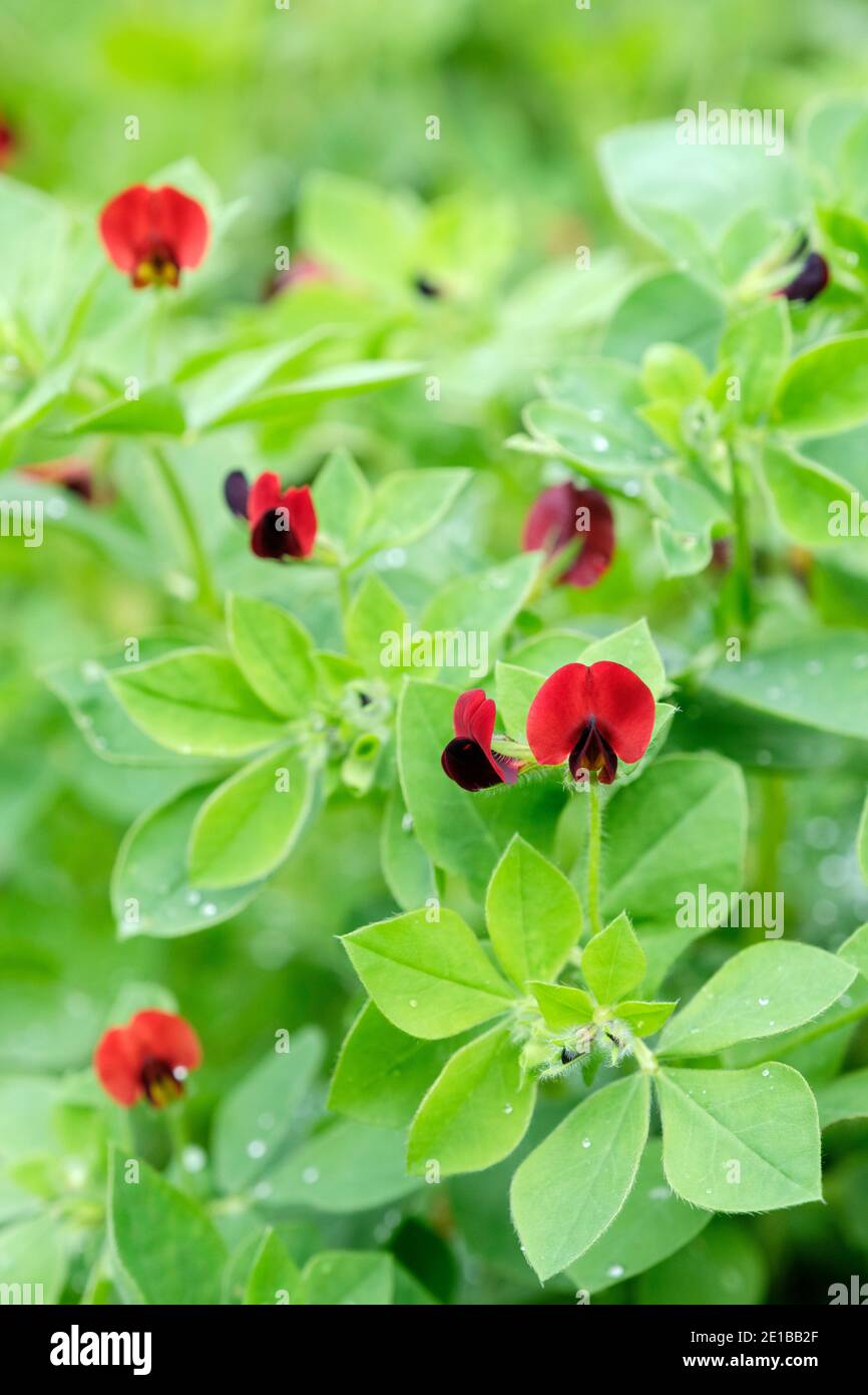 Tiefrote Blüten von Spargelerde, Psophocarpus tetragonolobus Stockfoto