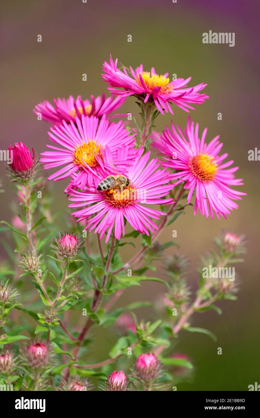 Leuchtend rosa Blüten von Symphyotrichum novae-angliae 'James Ritchie' New England Aster 'James Ritchie'. Aster novae-angliae 'James Ritchie' Stockfoto