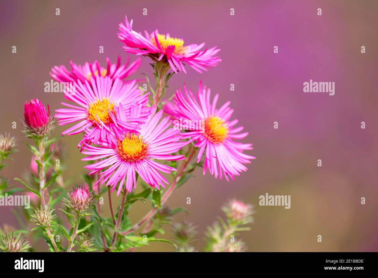 Leuchtend rosa Blüten von Symphyotrichum novae-angliae 'James Ritchie' New England Aster 'James Ritchie'. Aster novae-angliae 'James Ritchie' Stockfoto