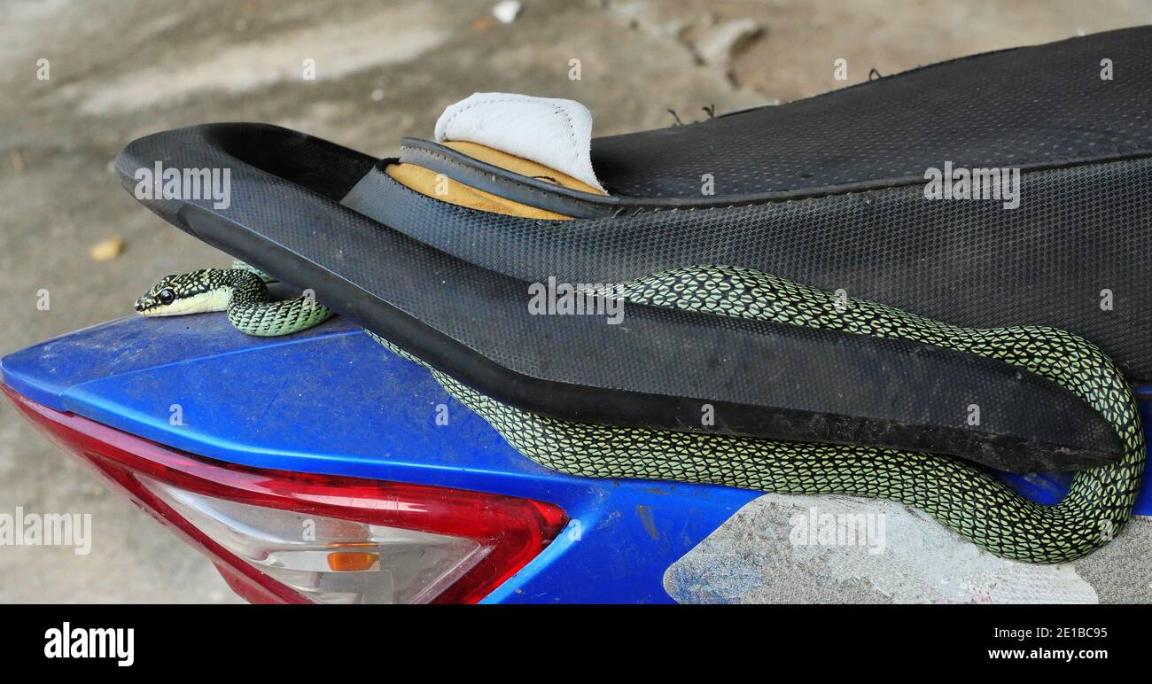 Golden Tree Snake rollte sich zusammen, um sich auf dem Motorrad, grüne und schwarze Streifen auf dem Körper eines tropischen Reptils, Thailand, zu schnappen Stockfoto