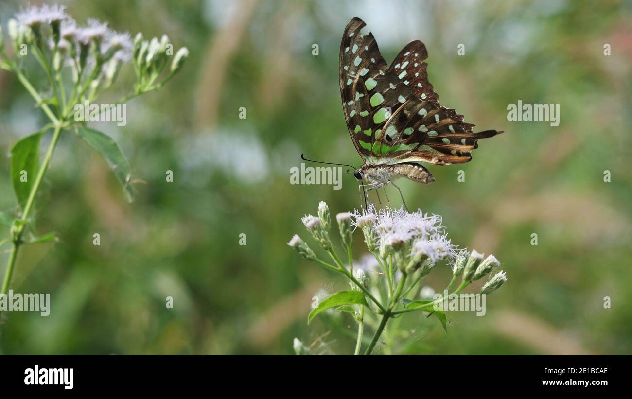 Grün mit brauner und schwarzer Farbe gestreift auf Schwanzhäher Schmetterlingsflügel, tropische Insekt sucht Nektar auf Bitterbusch oder Siam Unkrautblüte auf dem Feld Stockfoto