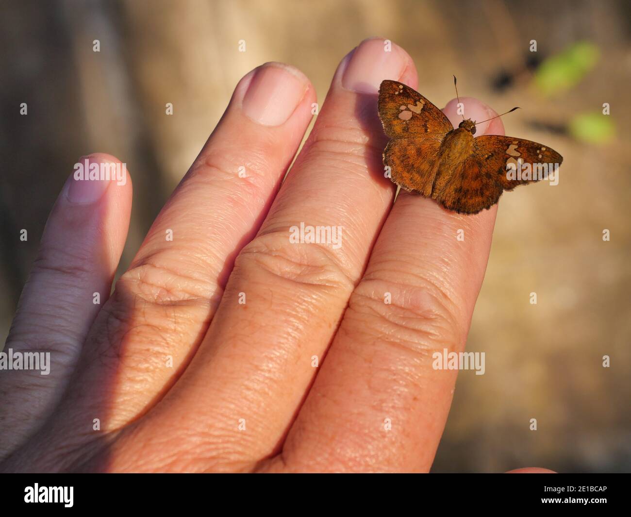 Fulvous Pied Flat ( Pseudocoladenia dan ) Schmetterling an Fingern und menschlicher Hand, Grünes abstraktes Muster auf Insektenflügeln voller braunem Haar Stockfoto