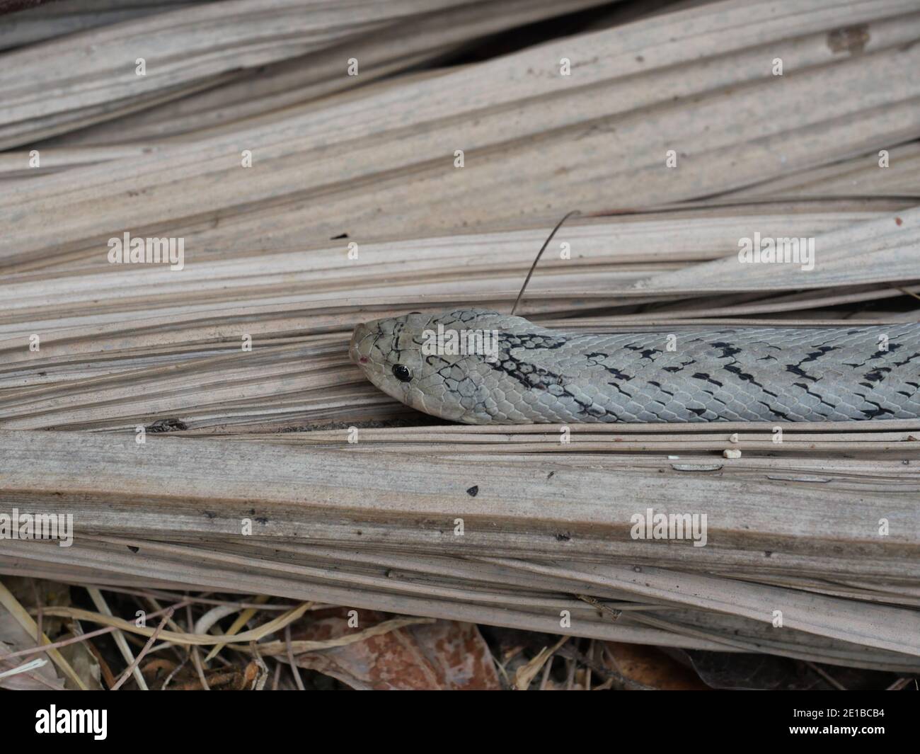 Die gebänderte KukriSchlange ( Oligodon fasciolatus ) im Wald