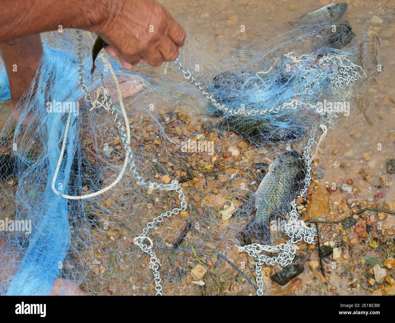Viele Süßwasserfische gefangen mit lokalen Werkzeug, Fisherman Hand nehmen Fisch aus dem Fischernetz, Blackchin Tilapia in Thailand Stockfoto