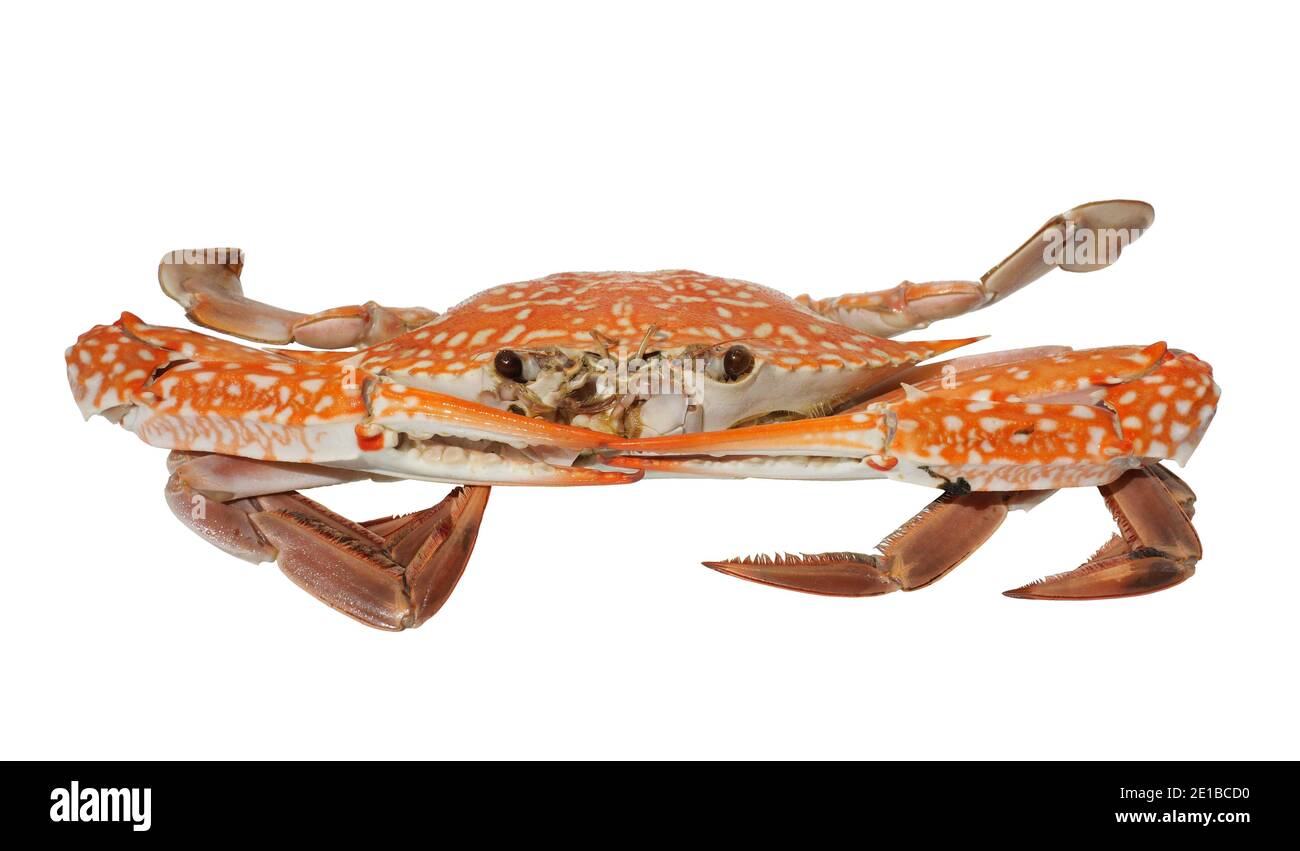 Gedämpfte blaue Krabbe gekocht isoliert auf weißem Hintergrund, Meeresfrüchte und lokale Küche in Thailand, geschälte Meerestier, die rot und orange Farbe zu drehen Stockfoto