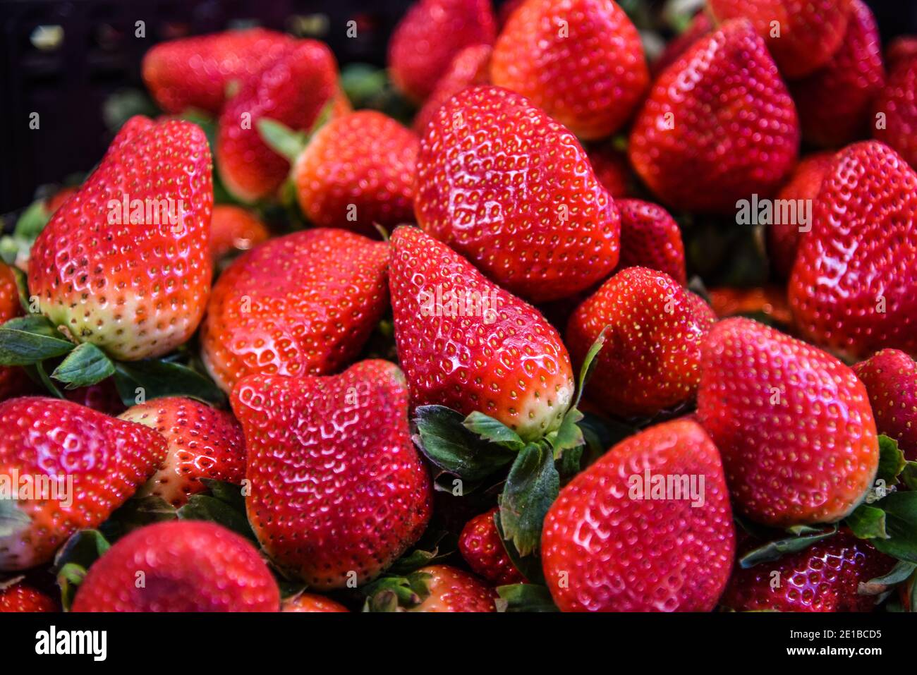 Wunderschöne große Erdbeeren Stockfoto