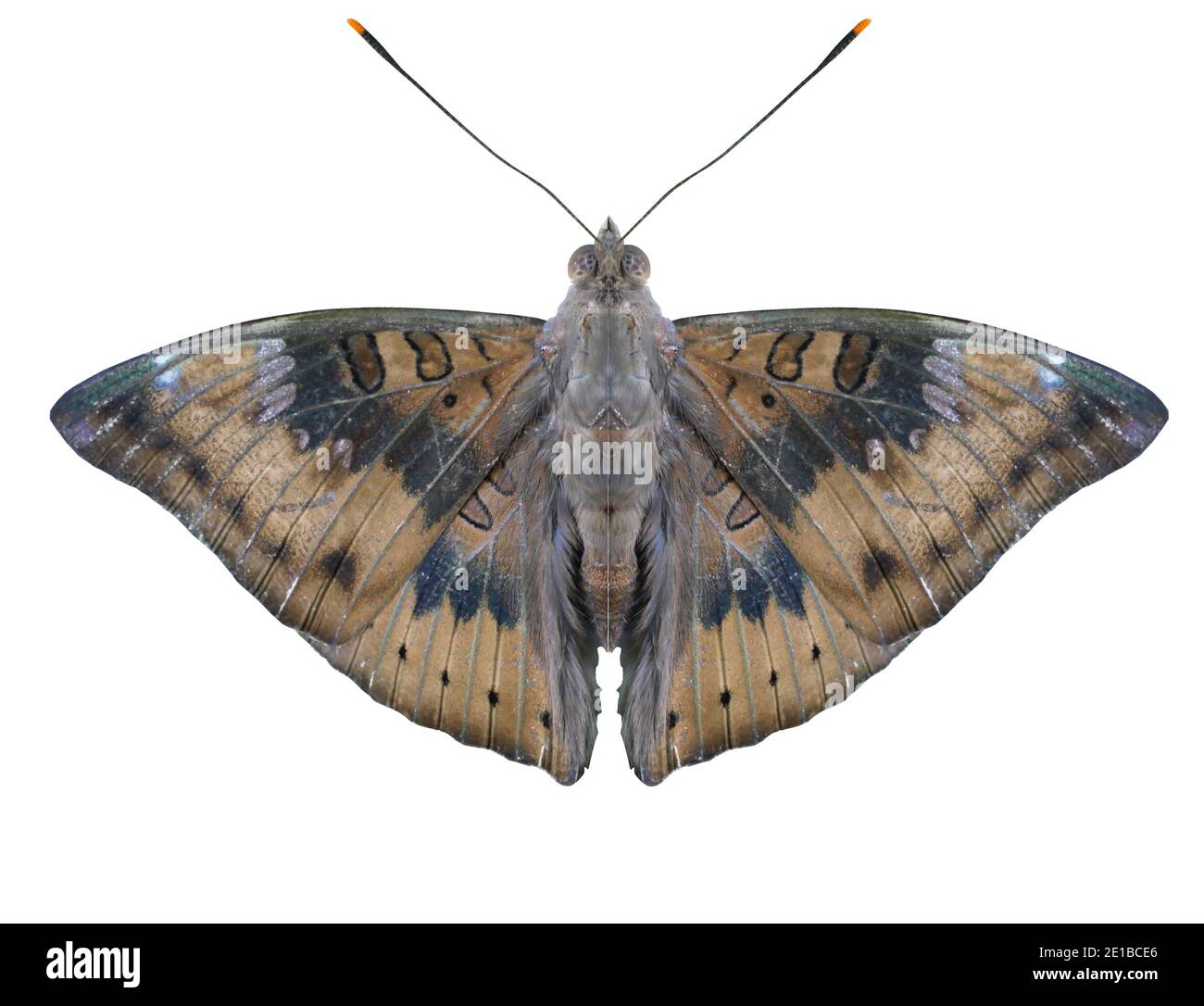 Mango Baron ( Euthalia aconthea ) Schmetterling isoliert auf weißem Hintergrund, Trey weißen Streifen auf braunen Flügel des Insekts Stockfoto