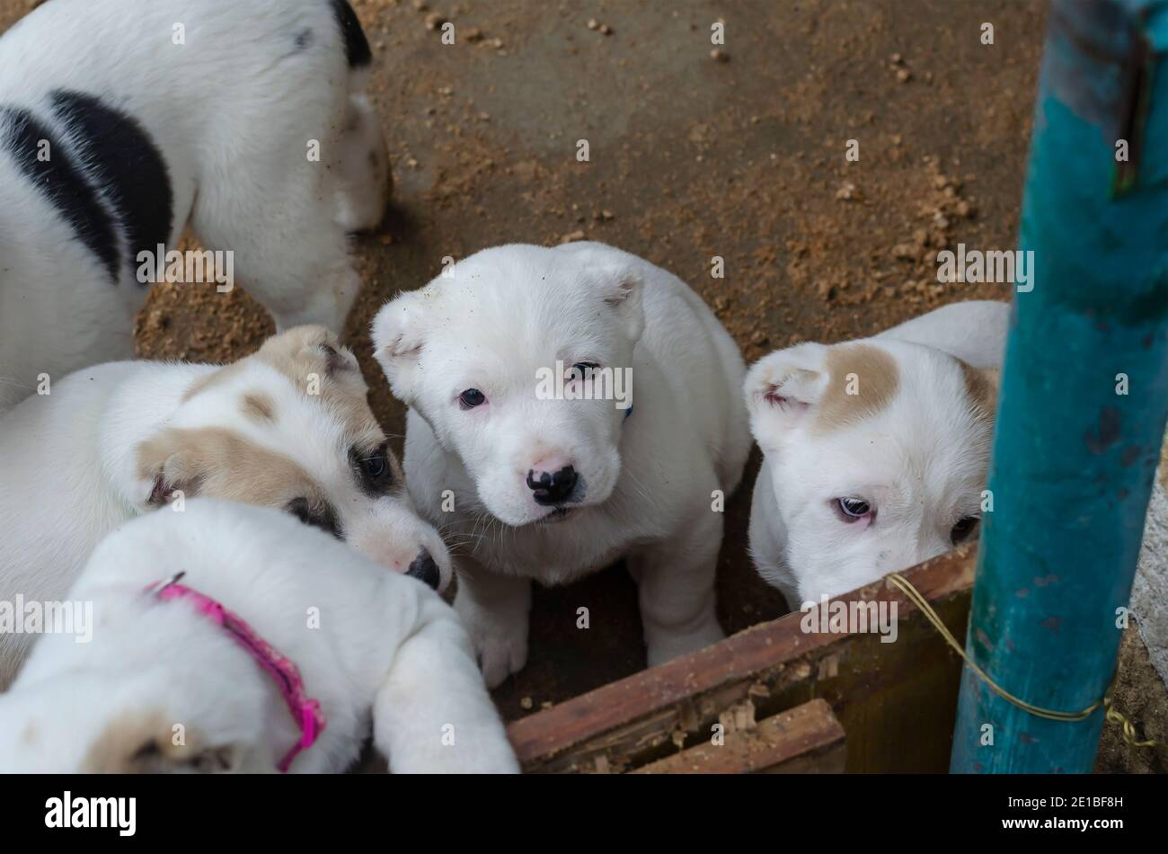 Lustige Welpen vom zentralasiatischen Schäferhund im Gehege. Welpen von Turkmen Alabai. Hundezucht. Stockfoto