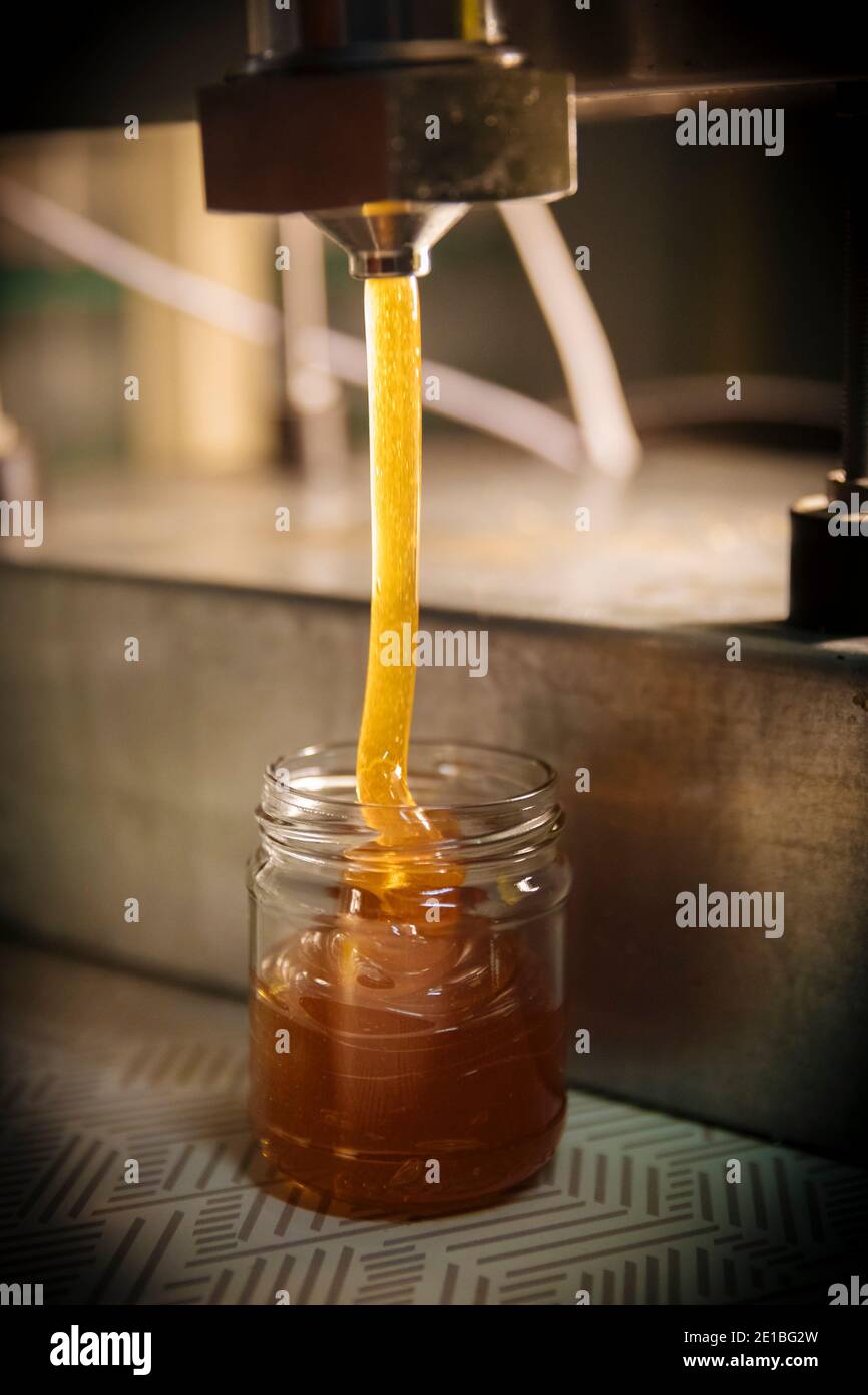 Bienenzucht in Beaucaire (Südostfrankreich): Honig wird in ein Glas gelegt, Imkerei 'Au miel oczitan' Stockfoto