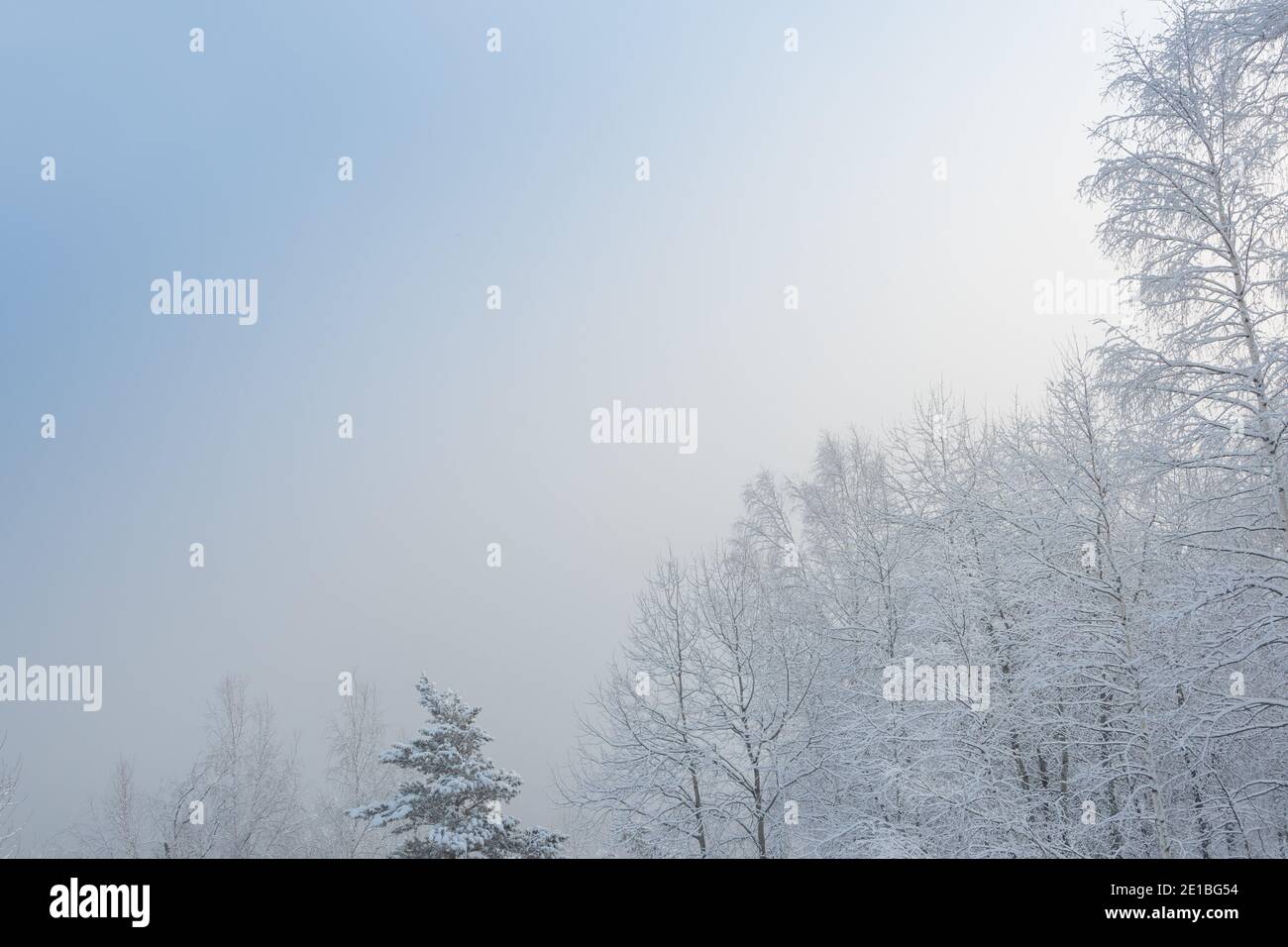 Winterwald am Hang in frostigen Dunst. Die Äste sind unter weichem Himmel mit Schnee und Frost bedeckt. Stockfoto