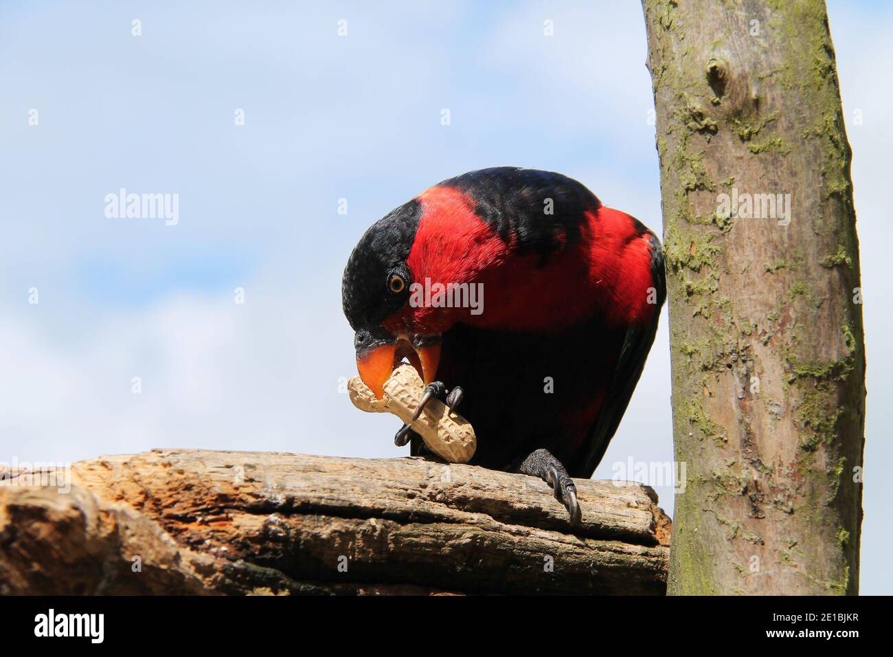 Ein Red Breasted Black Capped Lory Papagei Bird. Stockfoto