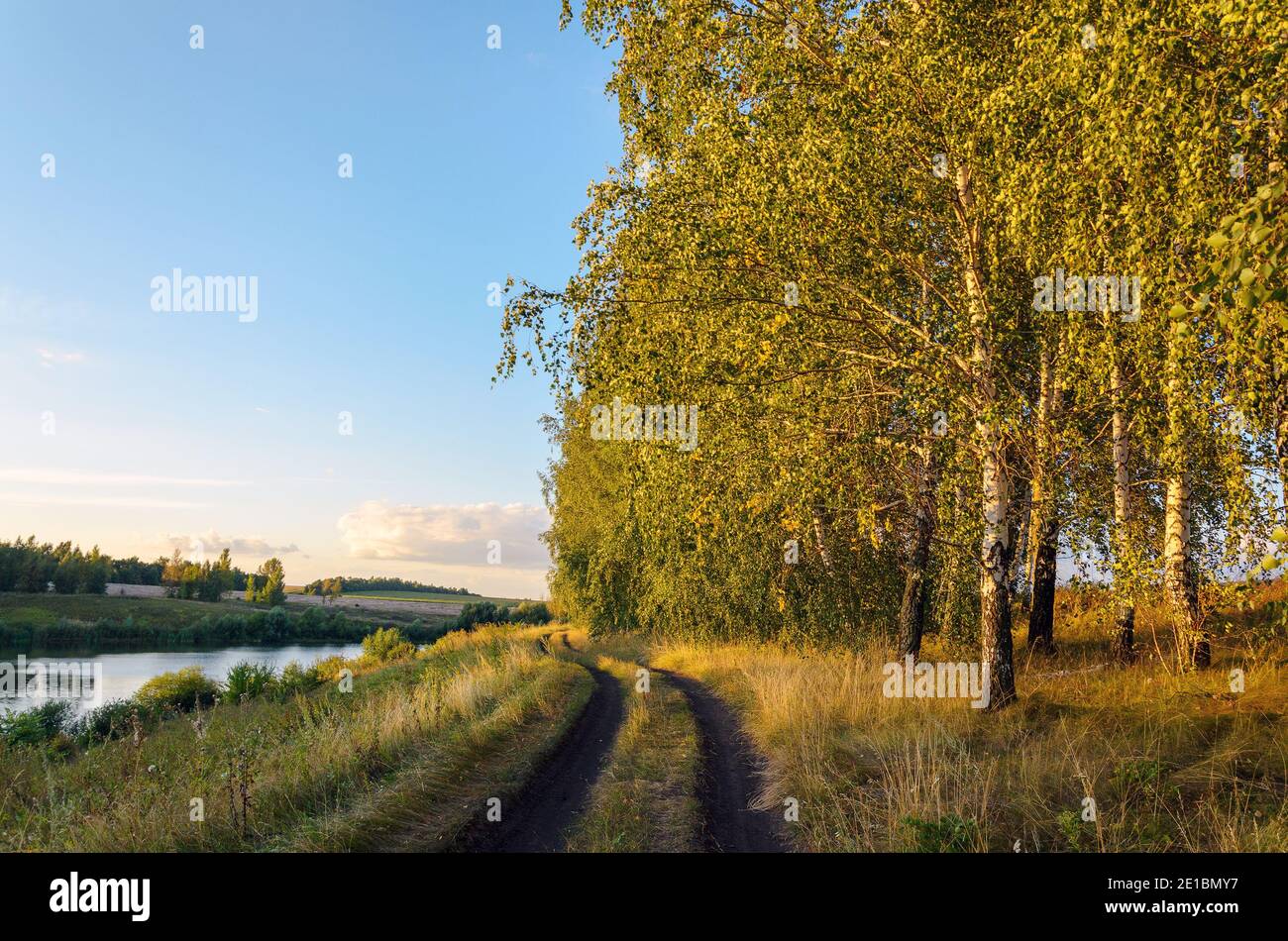 Sommer ländliche Landschaft mit Landstraße und Birken während des Sonnenuntergangs. Stockfoto
