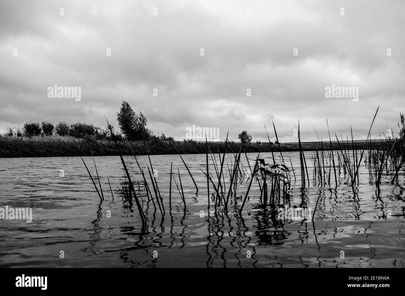 Schwarz-Weiß-Fotografie von wachsenden Flussgräsern während der Bewölkung Windiger Morgen Stockfoto