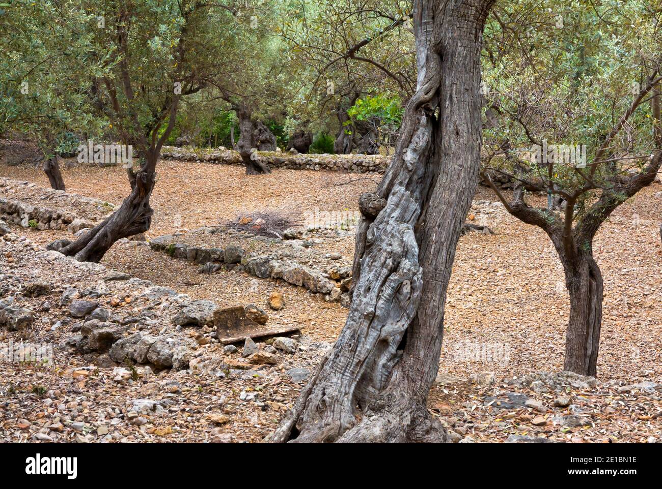 Olivenbäume wachsen auf Terrassen auf Hügeln in der Nähe von Soller im Nordwesten Mallorcas Spanien. Stockfoto