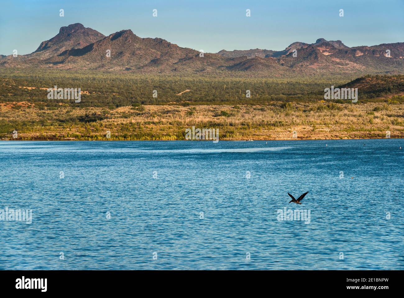 Rawhide Mountains über Alamo Lake, Sonoran Desert, Arizona, USA Stockfoto