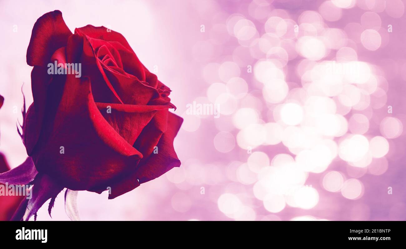 Schöne einzelne rote Rose auf einem verschwommenen glänzenden rosa Hintergrund.für Karten-Design. Stockfoto