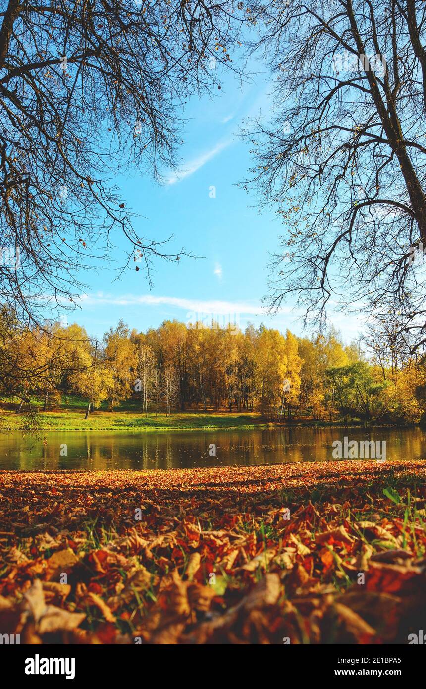 Herbstfarben.sonnige Herbstszene mit See im Park und roten und gelben Blättern im Vordergrund. Stockfoto