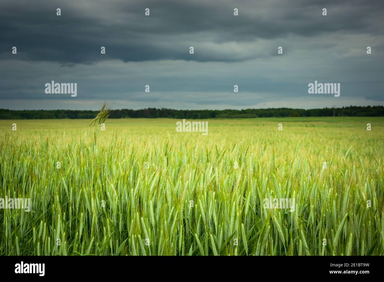 Grünes Getreide auf dem Feld und dunkle Wolken auf dem Feld Der Himmel Stockfoto