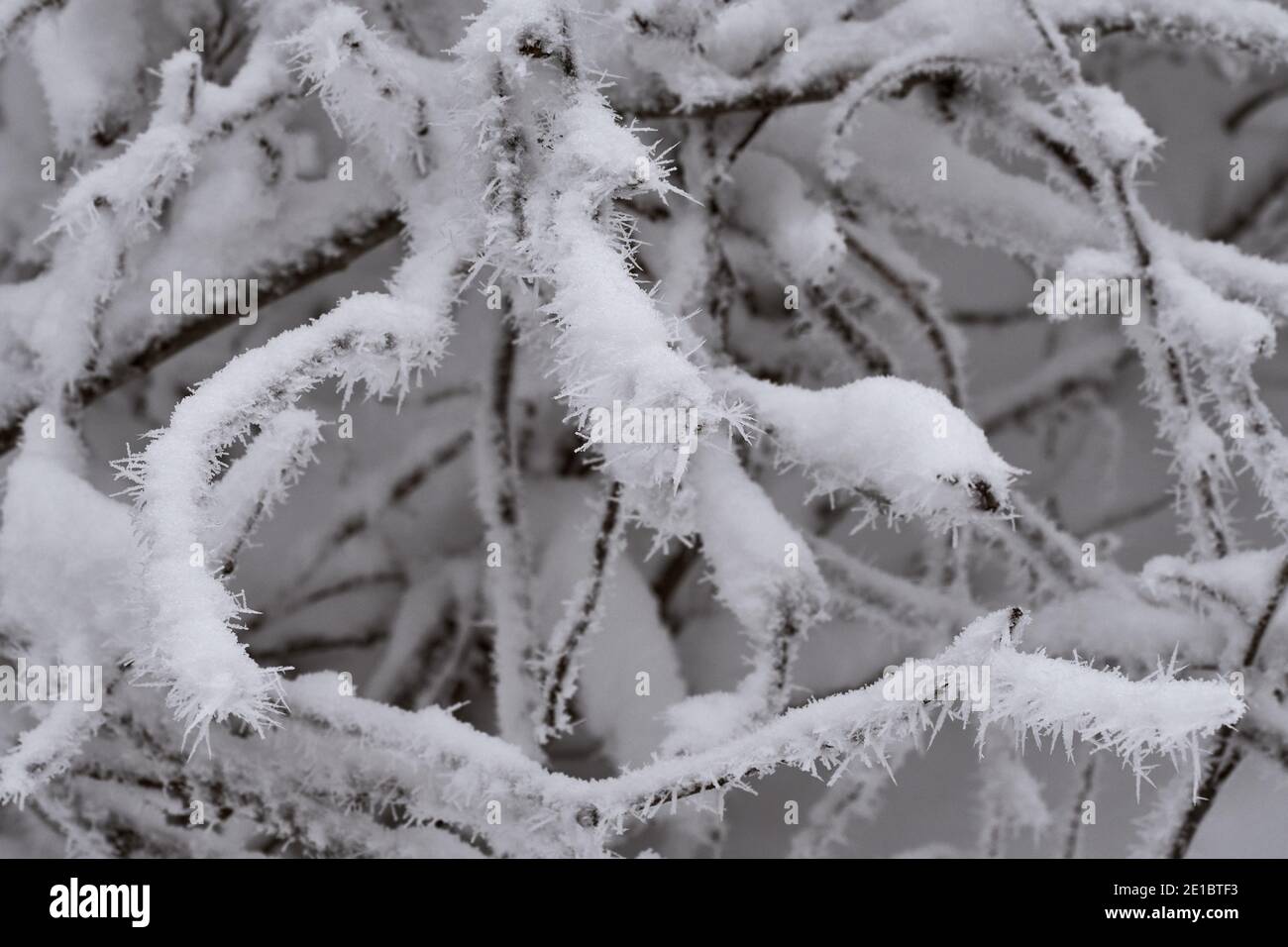Nahaufnahme von windförmigem, scharfem Rimieis auf schneebedeckten Nadelbaumzweigen während des kalten Wintertages. Stockfoto