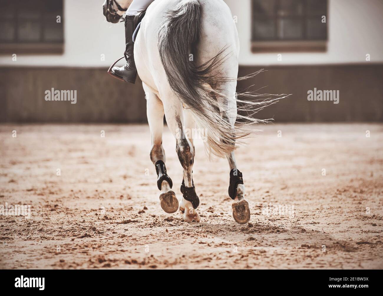 Ein weißes Pferd mit einem langen grauen Schwanz galoppiert durch die Außenarena, Hufe gehen auf den Sand. Reitsport. Übung. Stockfoto