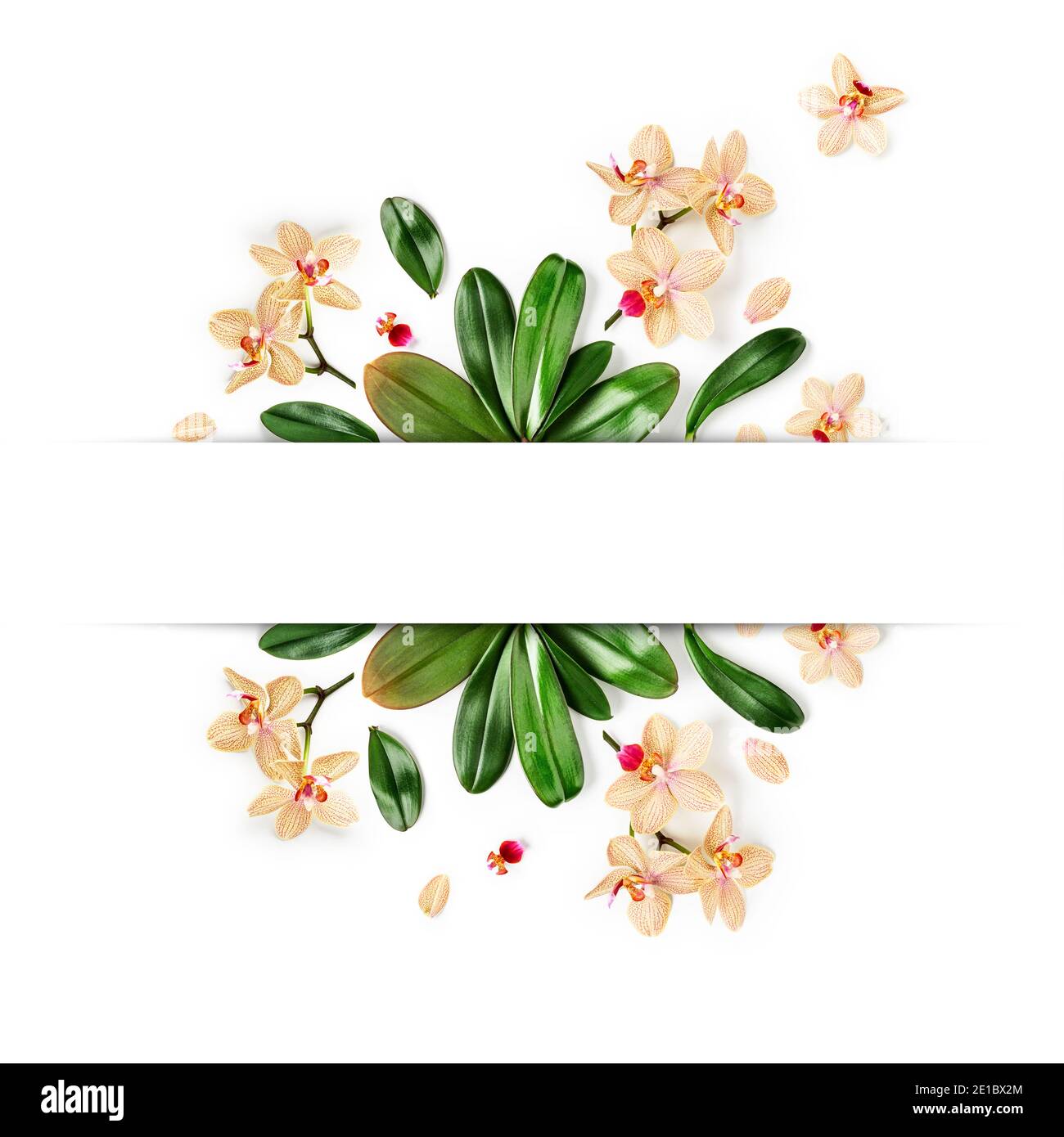 Orchidee Blätter und Blumen kreative Komposition und Layout auf weißem Hintergrund. Blumenarrangement mit tropischen Dschungelgrünen Blättern. Natur und Umwelt Stockfoto