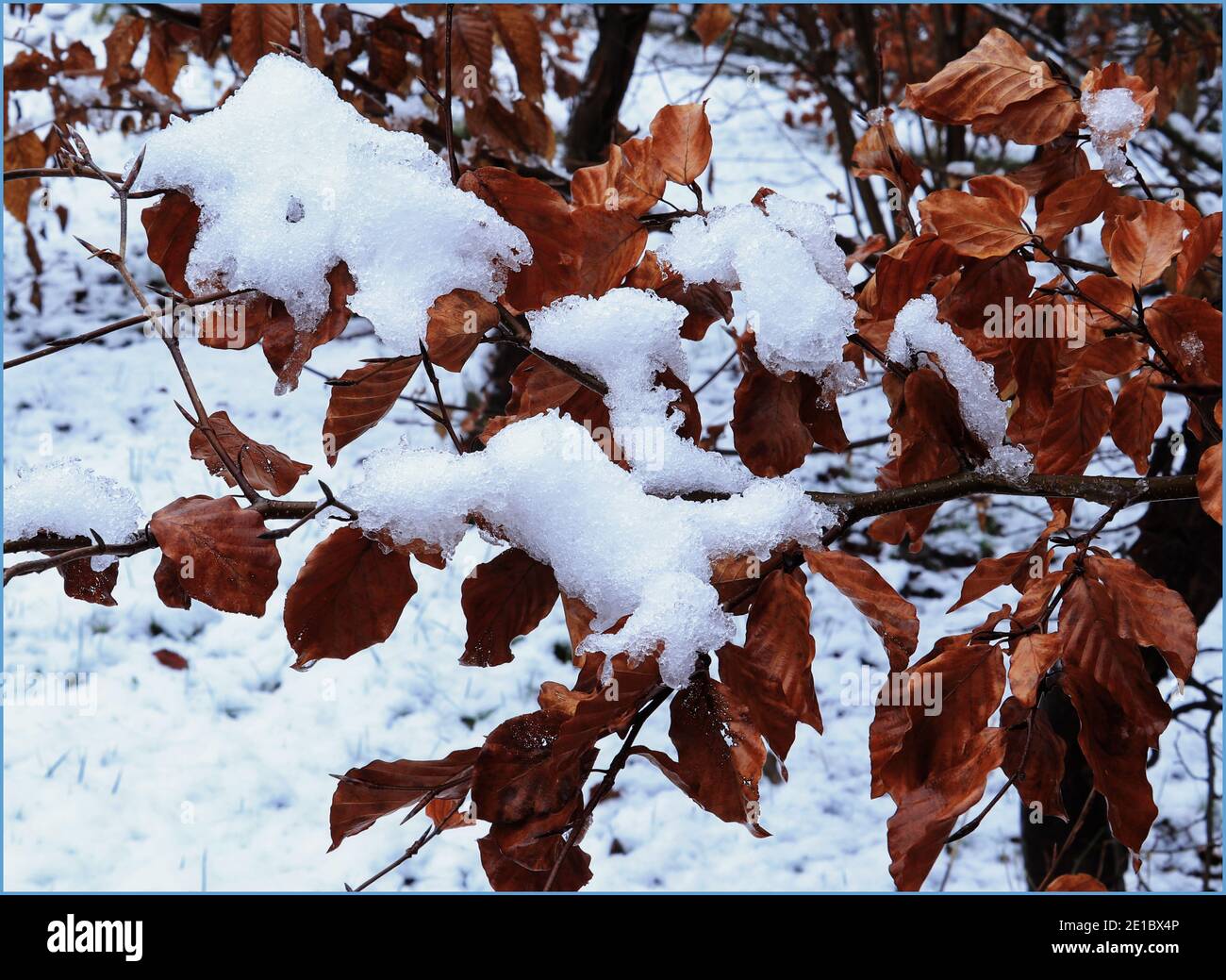 Schnee in braunen und absterbenden Blättern bildet ein Interessantes Wintermuster. Stockfoto