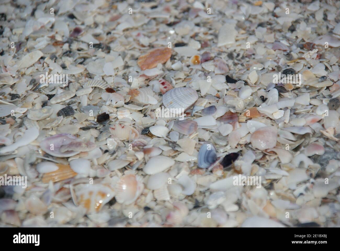 Muscheln am Strand von Florida im Meerwasser Stockfoto