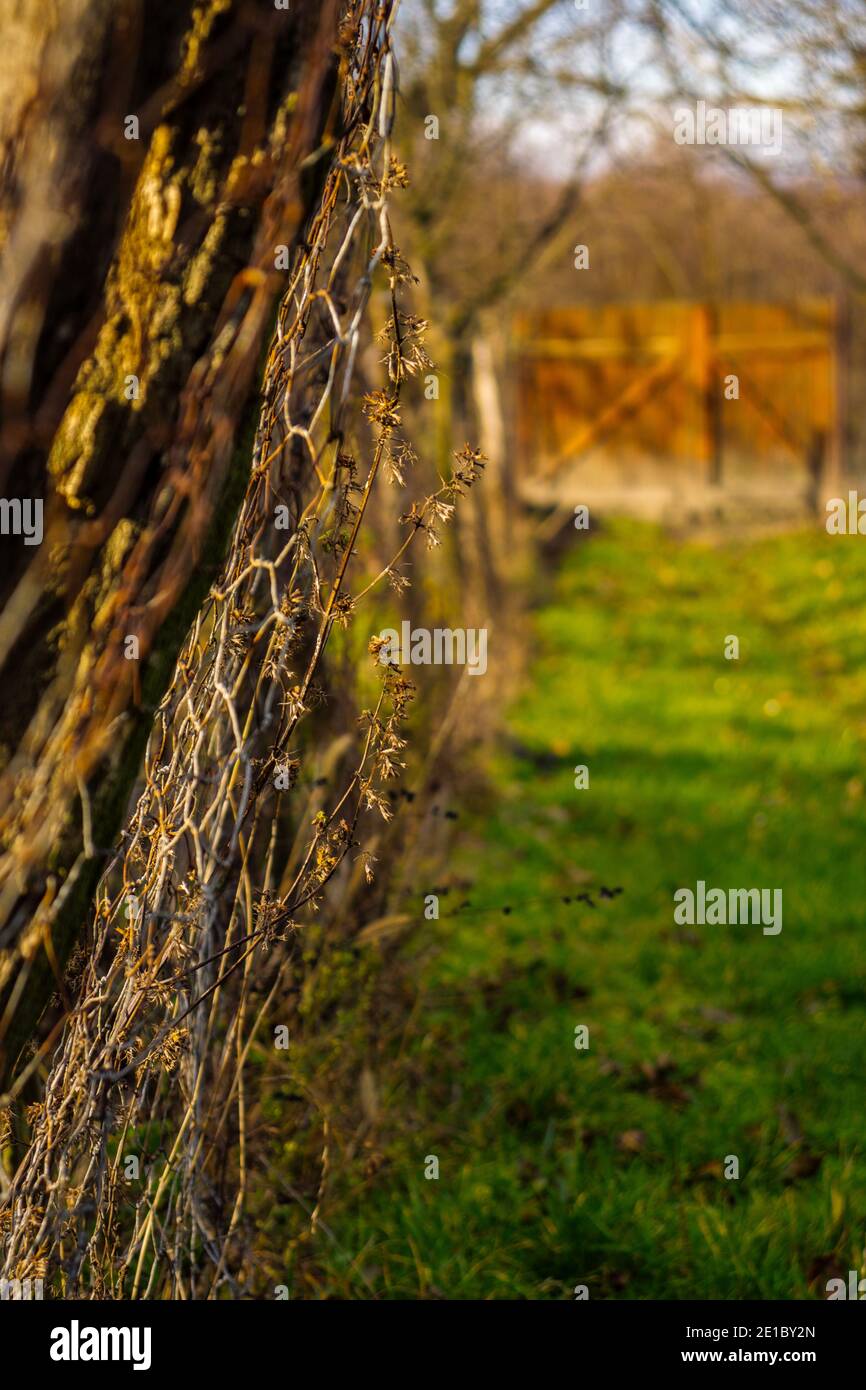 Weg neben dem Zaun zum Tor mit Grün Gras Stockfoto