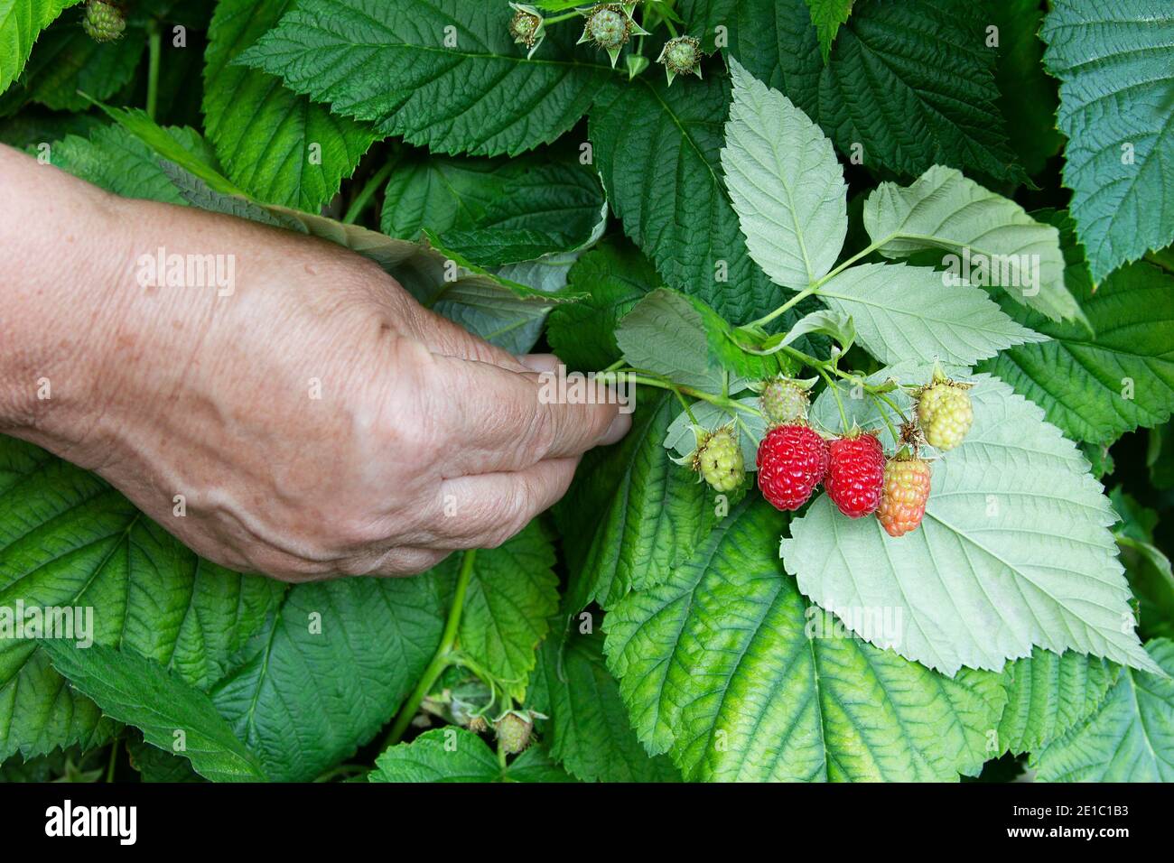 Frau, die den Zweig der Himbeere inspiziert. Hand der älteren dame hält Bündel der roten reifen Beeren auf dem grünen Blätter Hintergrund. Himbeer-Busch-DIS Stockfoto