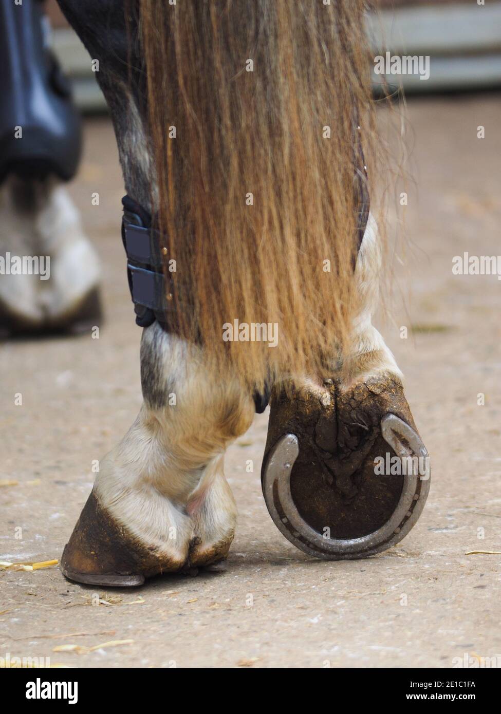 Eine Nahaufnahme der Hinterhufe eines Pferdes mit Rückenschuhen. Stockfoto