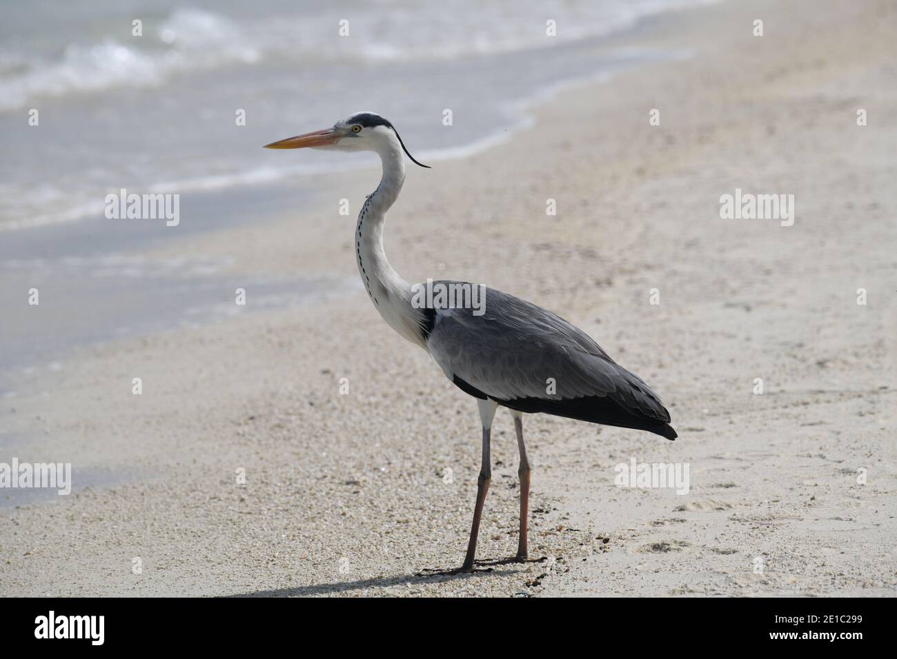 Graureiher am Strand, Komandoo. Eine tropische Insel im Lhaviyani Atoll, Malediven Stockfoto