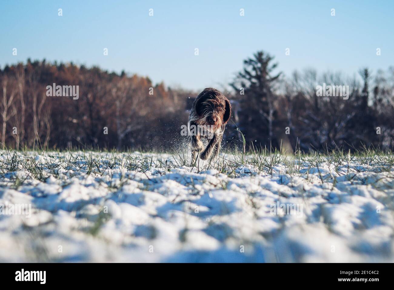 Cesky fousek läuft durch ein schneebedecktes Feld. Fokussierter Blick eines jungen böhmischen Drahtes, als sie auf seine Beute sprintet. Rough-coated Bohemian Pointer is looking f Stockfoto