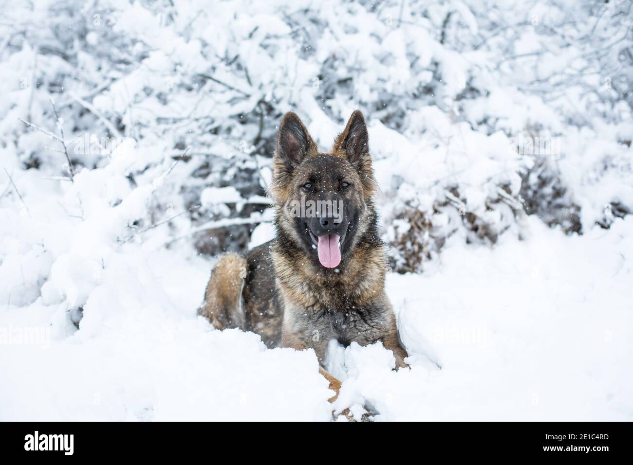 Langhaarige Schäferhund Hündin (Elsässer) in der liegen Schnee Stockfoto