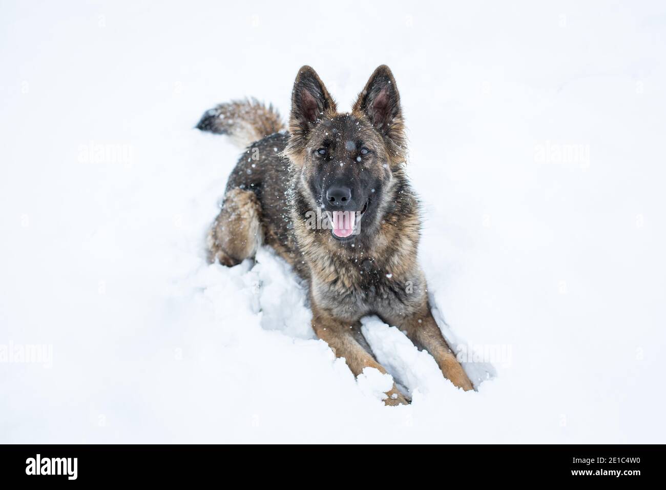 Langhaarige Schäferhund Hündin (Elsässer) in der liegen Schnee Stockfoto