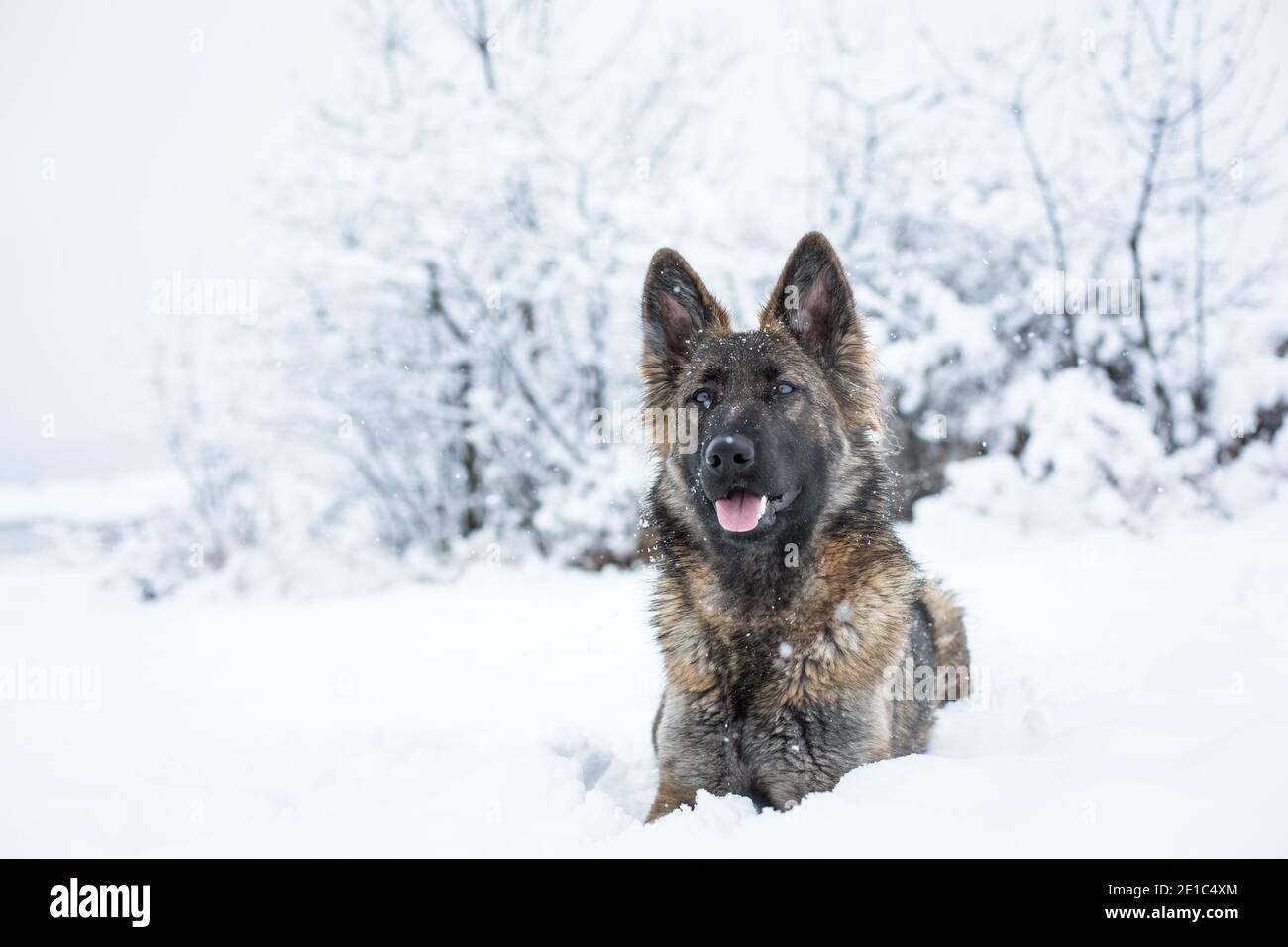 Langhaarige Schäferhund Hündin (Elsässer) in der liegen Schnee Stockfoto