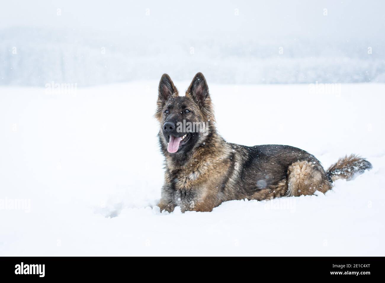 Langhaarige Schäferhund Hündin (Elsässer) in der liegen Schnee Stockfoto