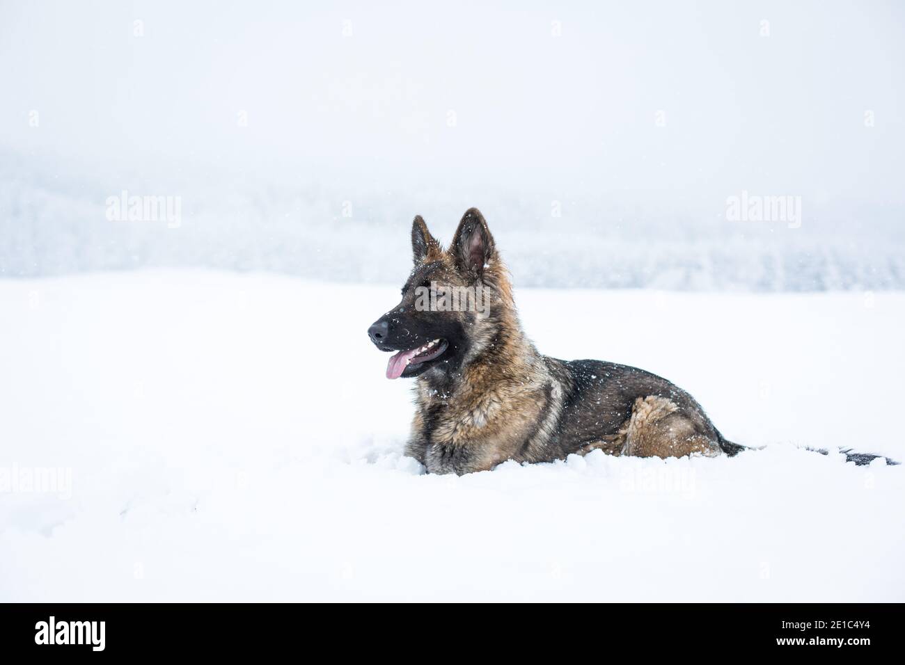 Langhaarige Schäferhund Hündin (Elsässer) in der liegen Schnee Stockfoto