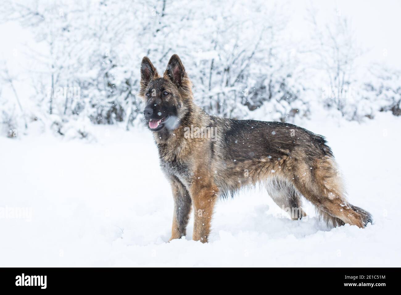 Langhaarige Schäferhund Hündin (Elsässer) im Stehen Schnee Stockfoto