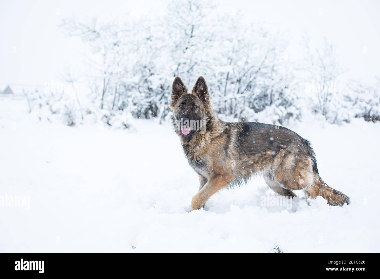 Langhaarige Schäferhund Hündin (Elsässer) zu Fuß in der Schnee Stockfoto