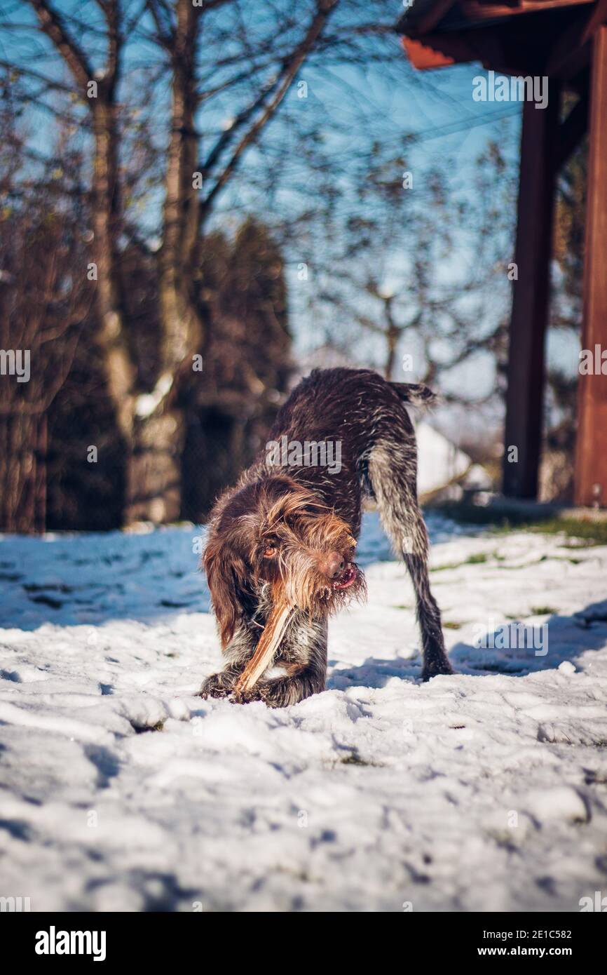 Der roh beschichtete böhmische Zeiger nagt beim Eichenholz im mit Schnee bedeckten Garten. Die Freude am Beißen. Bohemian Wire-haired zeigen Griffon genießt seine Fre Stockfoto