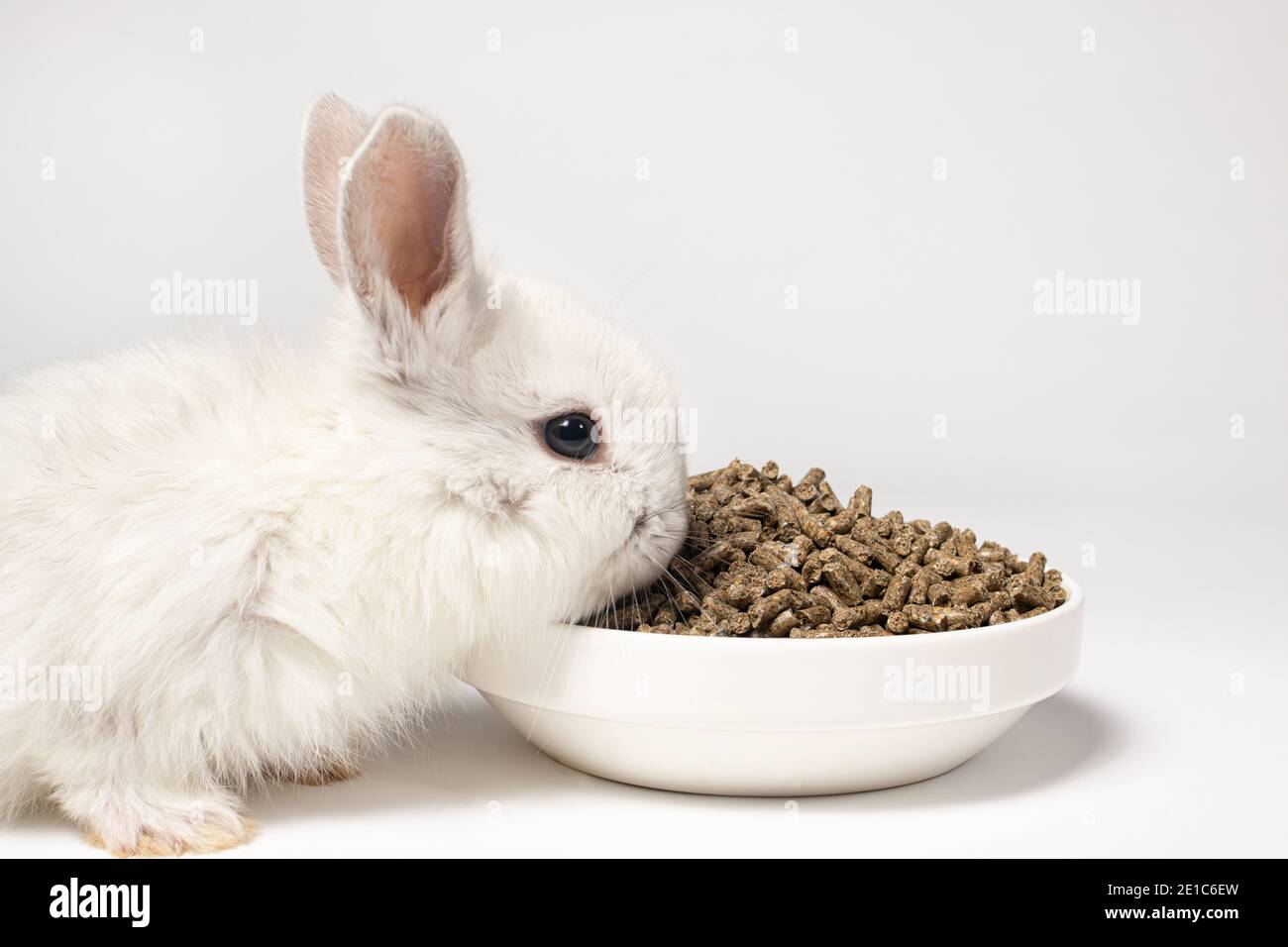 Ein kleines weißes Kaninchen frisst Futter auf weißem Hintergrund. Ausgewogenes Futter für Haustiere, Tierfutterlager Stockfoto