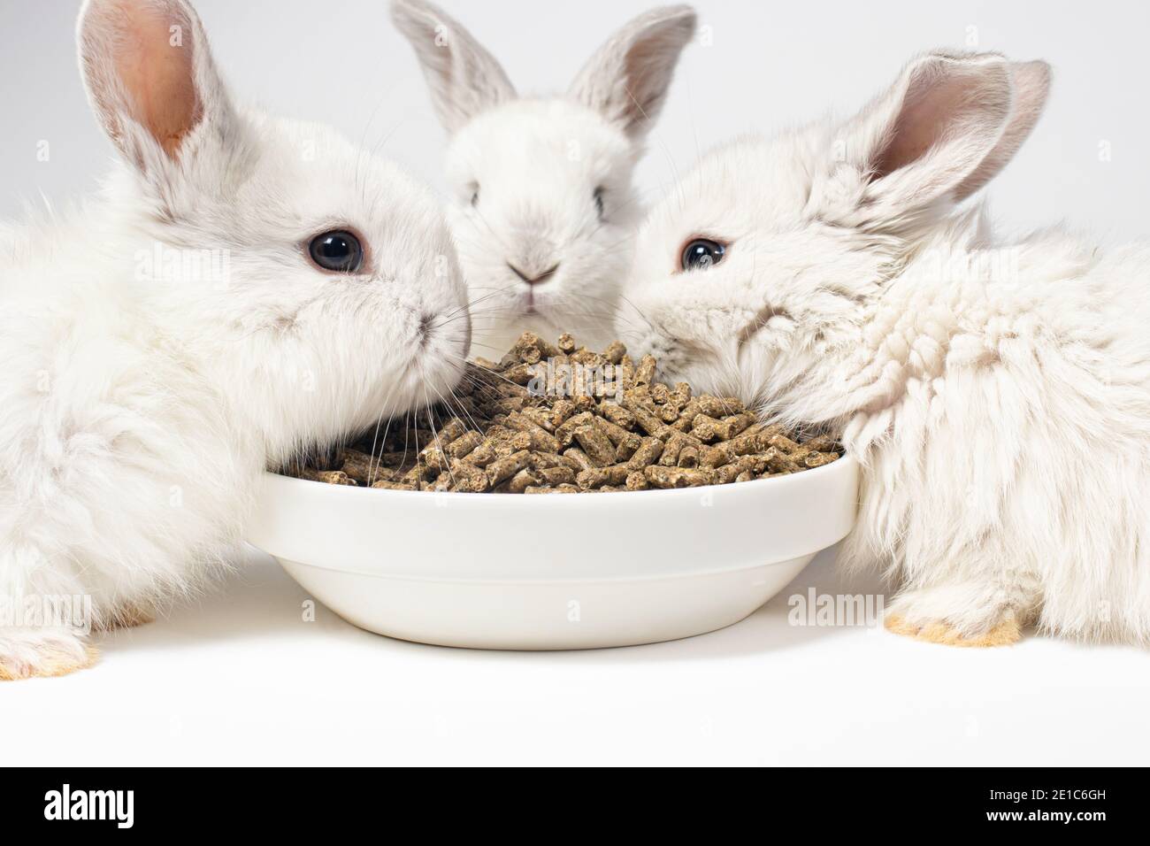 Drei weiße Kaninchen fressen Futter von einem Teller auf weißem Grund. Nahrung für Hauskaninchen und Fleischkaninchen. Mischzuführung. Stockfoto