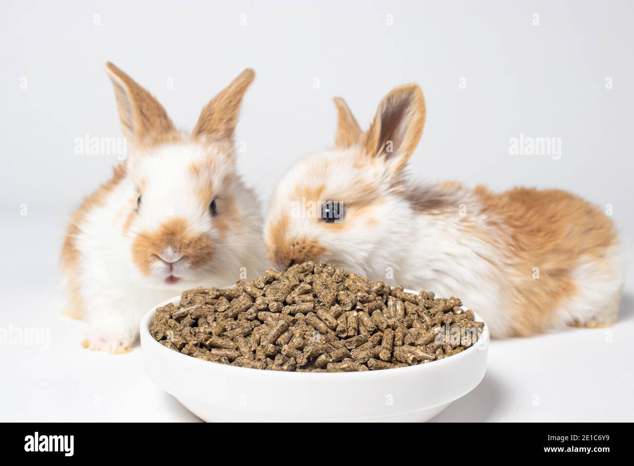 Zwei weiße Hasen fressen Futter von einem Teller auf weißem Grund. Nahrung für Hauskaninchen und Fleischkaninchen. Mischfutter, Tierhandlung. Stockfoto