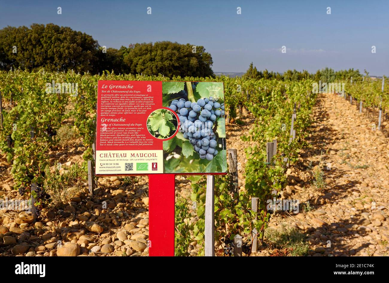 Weinberg, Grenache Weinschild, Reihen von Reben wachsen, Steine bedeckenden Boden, Provence, Europa, Chateauneuf-du-Pape, Frankreich, Sommer Stockfoto