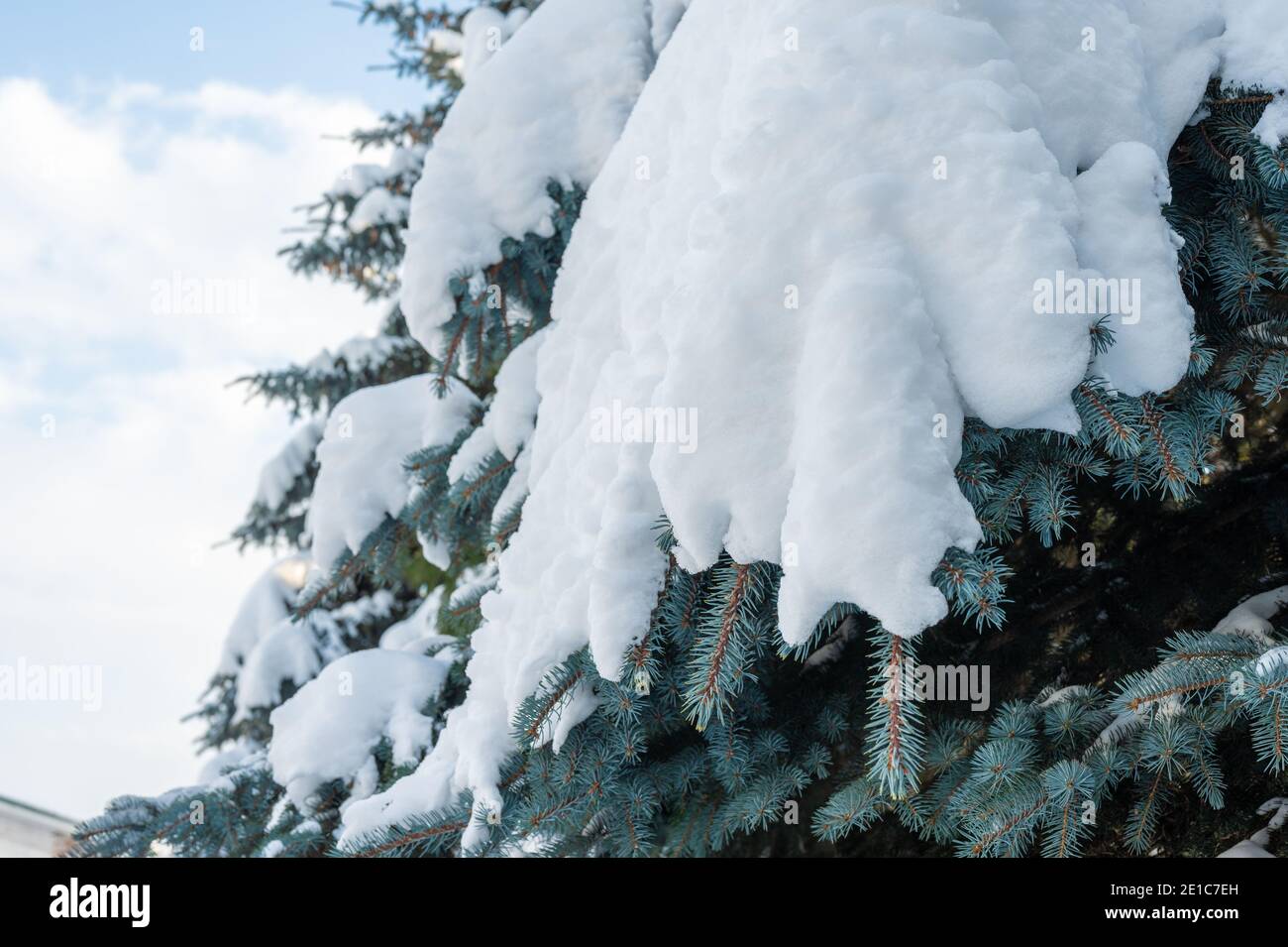 Schneefall. Schneeverwehungen auf Fichtenpfoten. Schneebedeckte Fichtenpfoten des Baumes im Schnee, frische Schneeverwehungen. Grüne Zweige der Fichte in einer Schneewehe von Schnee in t Stockfoto